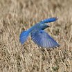 Mountain Bluebird